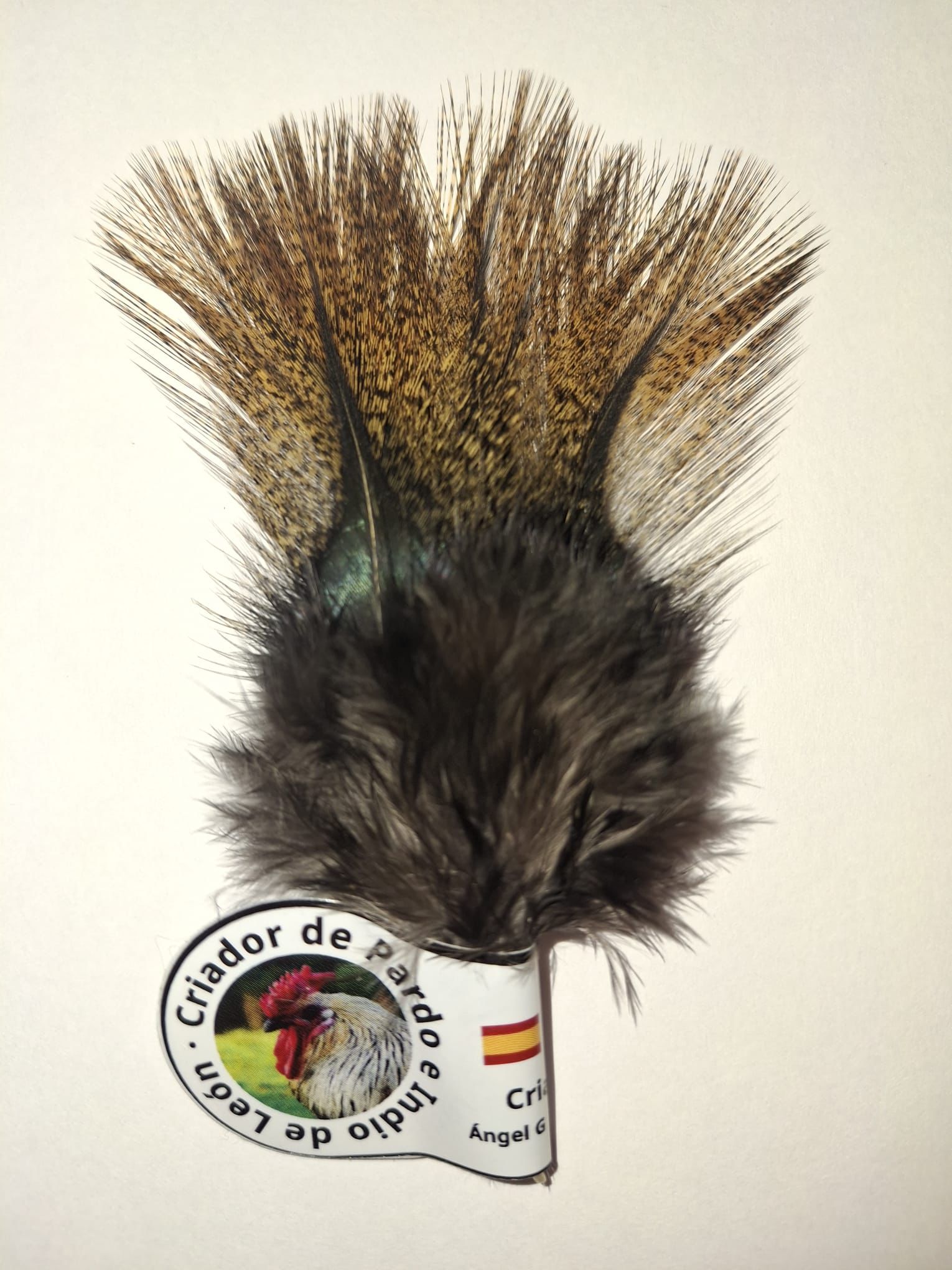 Pardo Flor de Escoba (Yelow Ginger Pardo)