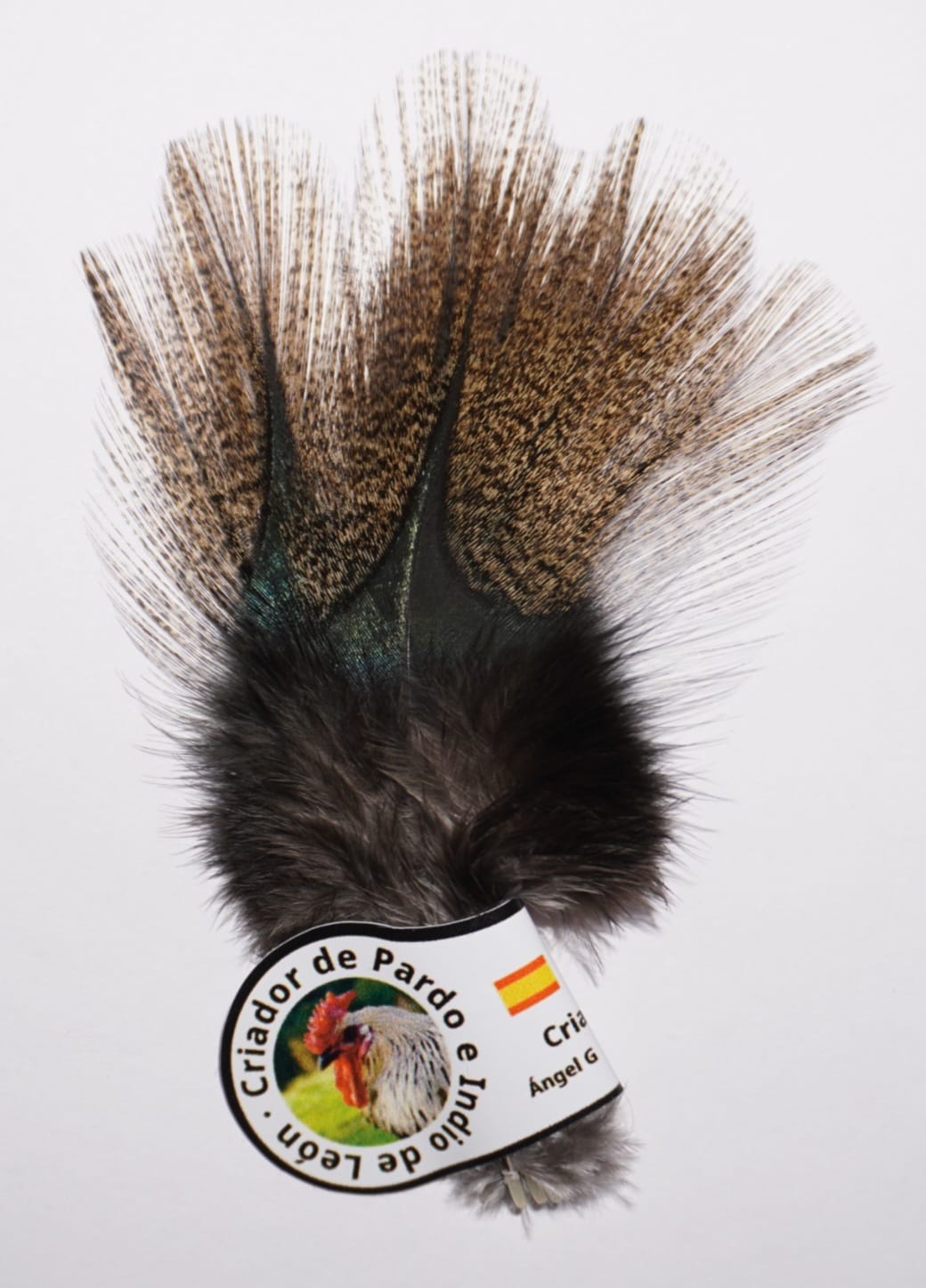 Pardo Corzuno Oscuro (Dark Corzuno)