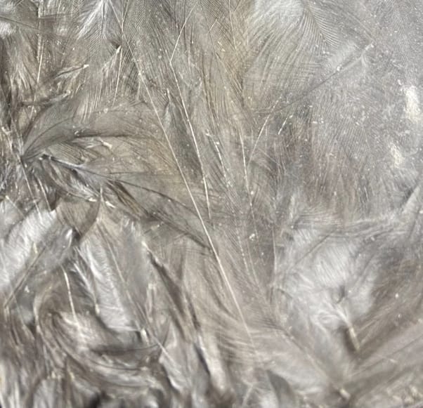 Cuello de Gallina India