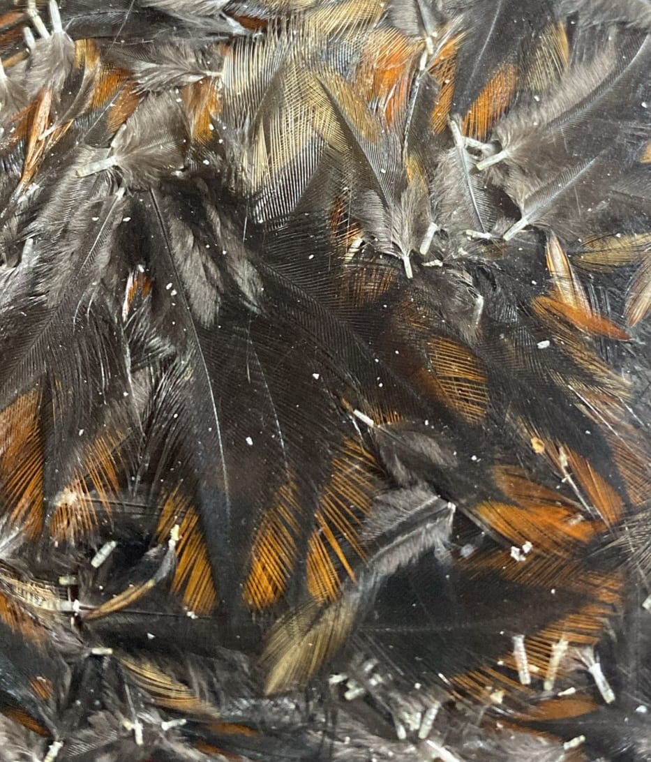 Cuello de Gallina Rubiona