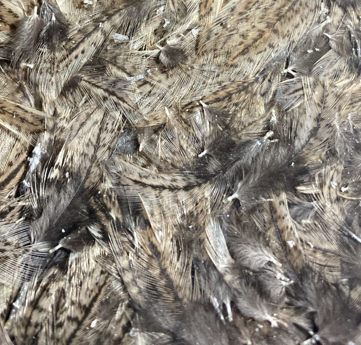 Cuello de Gallina Parda