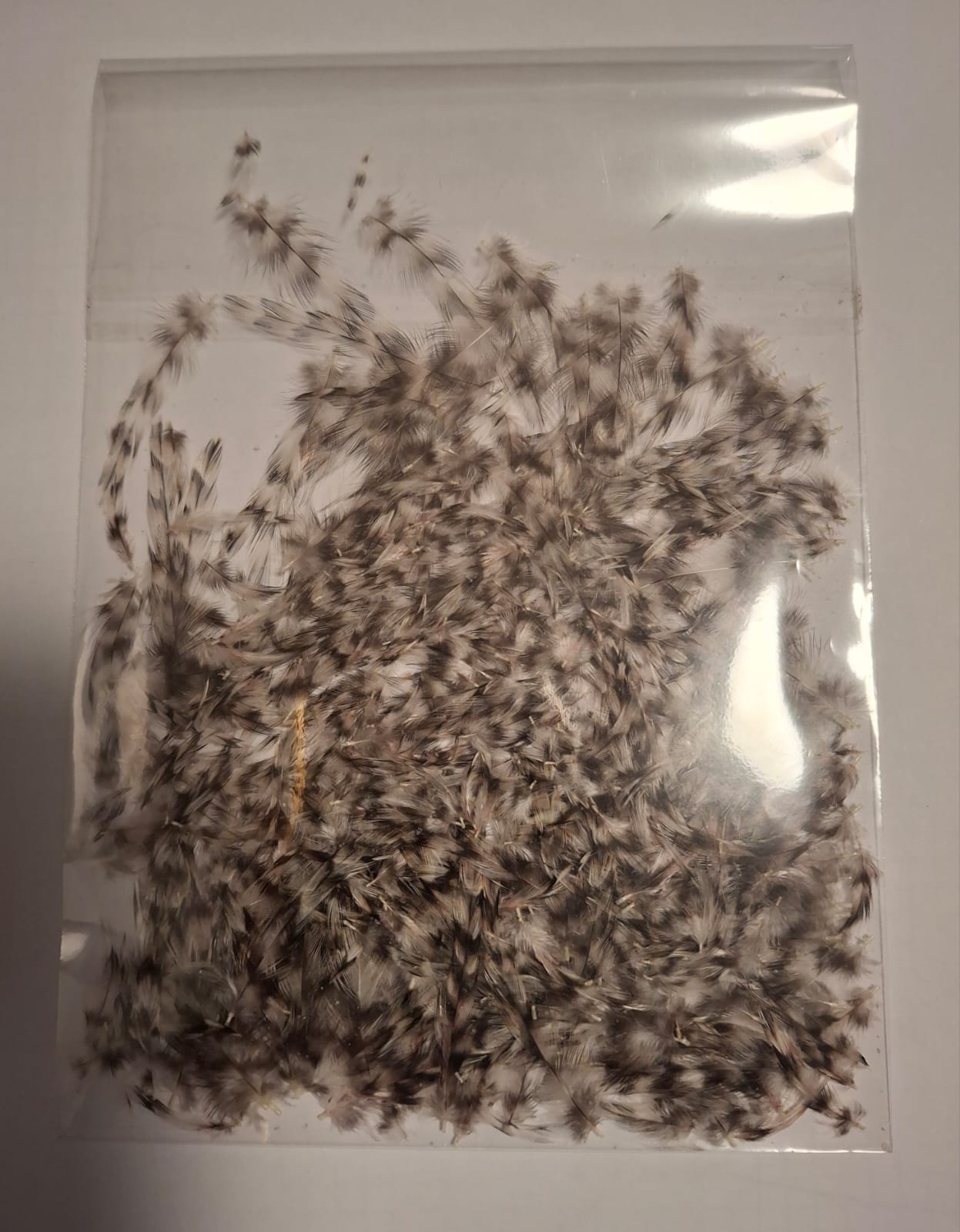 Cuello de Gallo Cántabro