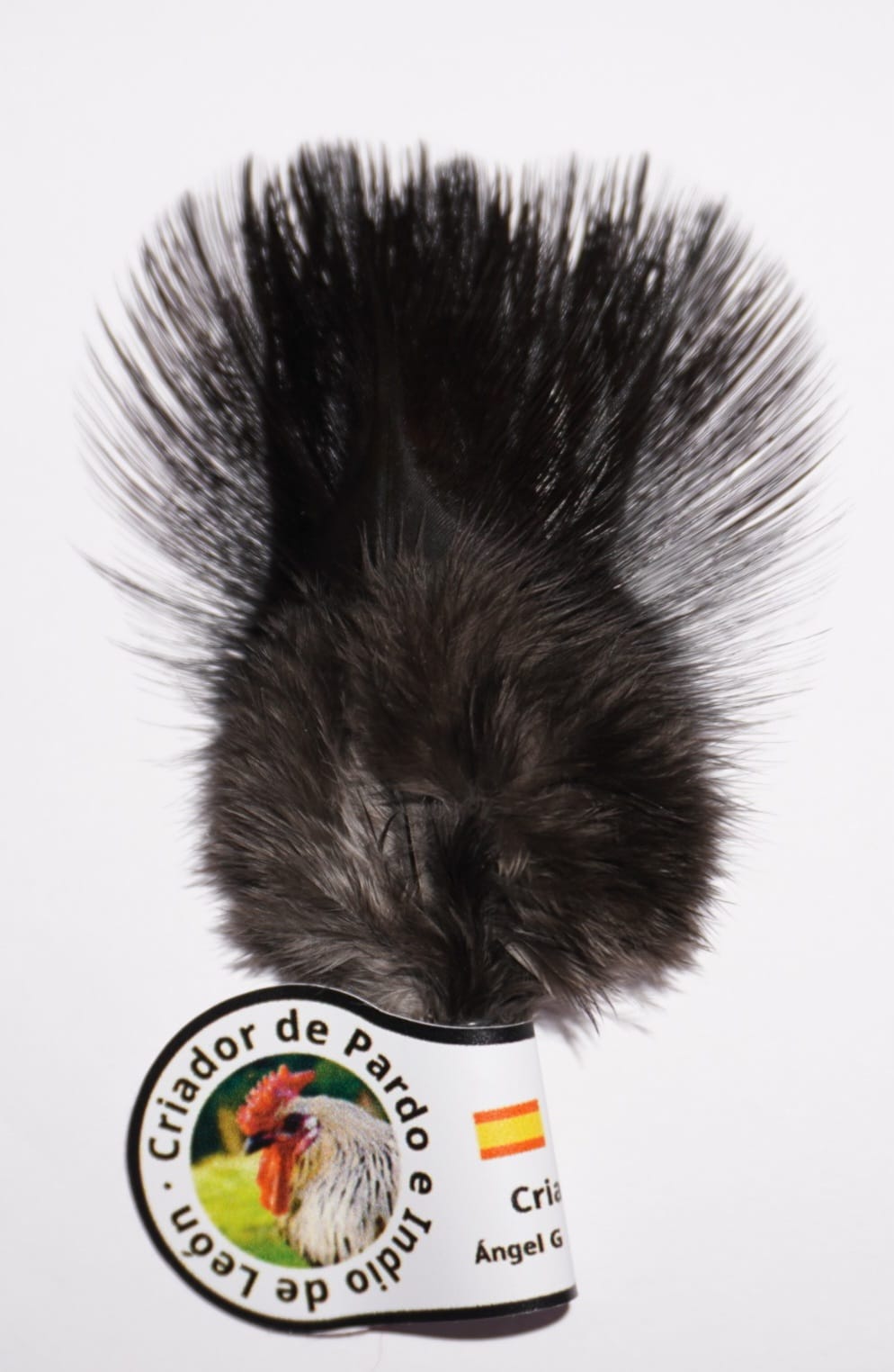 Indio Negrisco (Black)